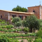 Finca in S´Horta - Weinanbau