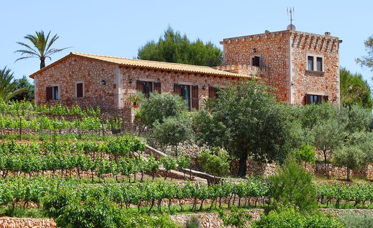 Finca in S´Horta - Weinanbau